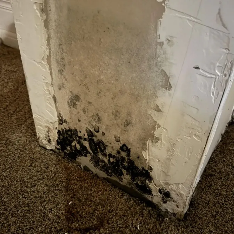 Professional Mold Removal in Wolverine Lake, MI